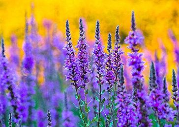 Steam新一周销量榜 《CS：GO》激流大行动登顶