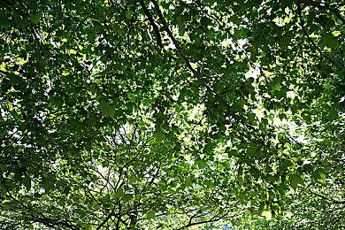 《帝国时代4》德里苏丹国文明介绍：重视国防有战象军队